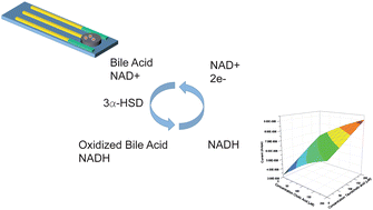 Graphical abstract: Determination of total bile acid levels using a thick-film screen-printed Ir/C sensor for the detection of liver disease
