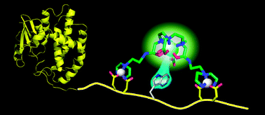 Graphical abstract: Selective labeling of tag-fused protein by tryptophan-sensitized luminescence of a terbium complex