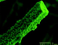 Graphical abstract: Enzymatic immobilization of organometallic species: biosilification of NCN- and PCP-pincer metal species using demosponge axial filaments