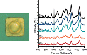 Graphical abstract: Detection of drug-induced cellular changes using confocal Raman spectroscopy on patterned single-cell biosensors