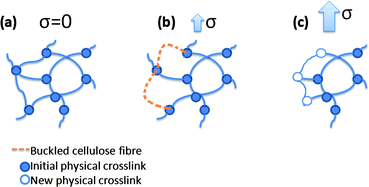 Graphical abstract: Reversible stress softening and stress recovery of cellulose networks