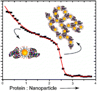 Graphical abstract: Size and geometry dependent protein–nanoparticle self-assembly
