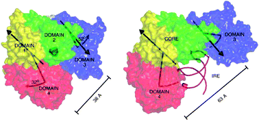 Graphical abstract: Moonlighting proteins—an update