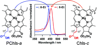 Graphical abstract: Stereochemical determination of the unique acrylate moiety at the 17-position in chlorophylls-c from a diatom Chaetoseros calcitrans and its effect upon electronic absorption properties