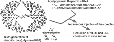 Graphical abstract: In vivo siRNA delivery with dendritic poly(l-lysine) for the treatment of hypercholesterolemia