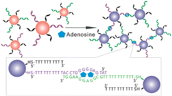 Graphical abstract: Adenosine detection by using gold nanoparticles and designed aptamer sequences