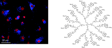Graphical abstract: Carbosilane dendrimers peripherally functionalized with dansyl fluorescence tags and their cellular internalization studies
