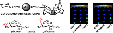 Graphical abstract: Paramagnetic Gd-based gold glyconanoparticles as probes for MRI: tuning relaxivities with sugars