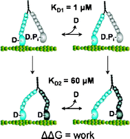 Graphical abstract: The energetics of allosteric regulation of ADP release from myosin heads