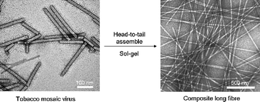 Graphical abstract: Tobacco mosaic virus templated synthesis of one dimensional inorganic–polymer hybrid fibres