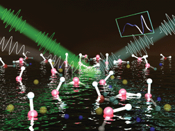 Graphical abstract: Shedding light on water structure at air–aqueous interfaces: ions, lipids, and hydration