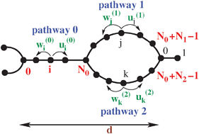 Graphical abstract: Dynamic properties of molecular motors in the divided-pathway model