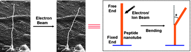 Graphical abstract: Bending of peptide nanotubes by focused electron and ion beams