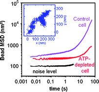 Graphical abstract: Power spectrum of out-of-equilibrium forces in living cells: amplitude and frequency dependence