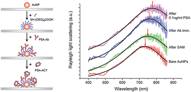 Graphical abstract: Resonant Rayleigh light scattering response of individual Au nanoparticles to antigen–antibody interaction