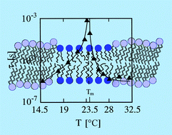 Graphical abstract: Slowing down in lipid bilayers: domain structure fluctuations and axial diffusion