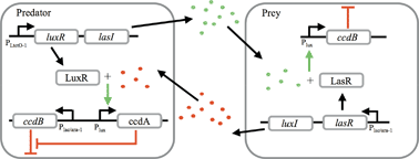 Graphical abstract: Decoding biological principles using gene circuits