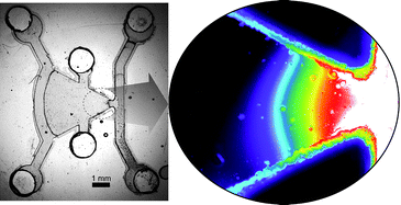 Graphical abstract: Selective and tunable gradient device for cell culture and chemotaxis study