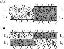 Graphical abstract: Trans-monolayer coupling of fluid domains in lipid bilayers