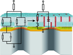 Graphical abstract: Impedance analysis of gramicidin D in pore-suspending membranes