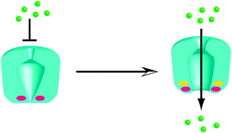 Graphical abstract: Searching for interesting channels: pairing selection and molecular evolution methods to study ion channel structure and function