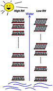 Graphical abstract: Diffusional transport in responding lipid membranes