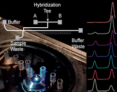 Graphical abstract: Oligonucleotide hybridization and free-solution electrokinetic separation in a nanofluidic device