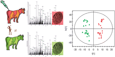 Graphical abstract: Development of a metabolomic approach based on liquid chromatography-high resolution mass spectrometry to screen for clenbuterol abuse in calves