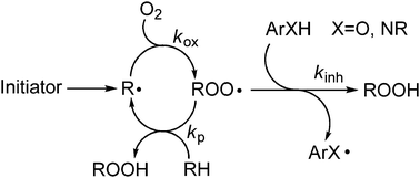Graphical abstract: Free radical intermediates in the inhibition of the autoxidation reaction