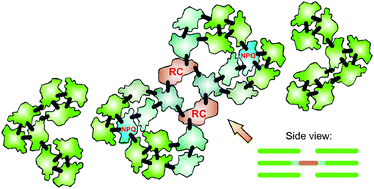 Graphical abstract: Modeling of exciton quenching in photosystem II