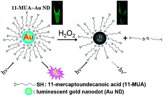 Graphical abstract: Gold nanodot-based luminescent sensor for the detection of hydrogen peroxide and glucose