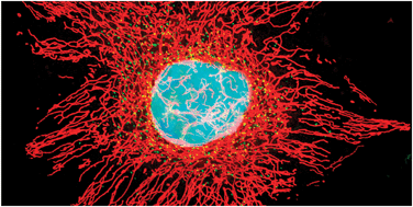 Graphical abstract: The fluorescent protein palette: tools for cellular imaging