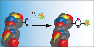 Graphical abstract: Cu-free click cycloaddition reactions in chemical biology
