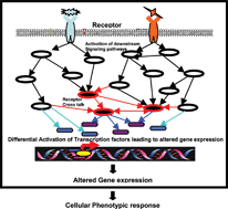 Graphical abstract: Integration of signals from the B-cell antigen receptor and the IL-4 receptor leads to a cooperative shift in the cellular response axis