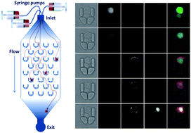 Graphical abstract: Microfluidic single cell arrays to interrogate signalling dynamics of individual, patient-derived hematopoietic stem cells