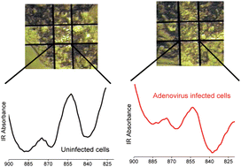 Graphical abstract: Viral infection of cells in culture detected using infrared microscopy