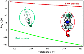 Graphical abstract: Quantitative analysis of 2H NMR T1Q, T1Z and T2 relaxation times in the SmA phase of a liquid crystal dendrimer