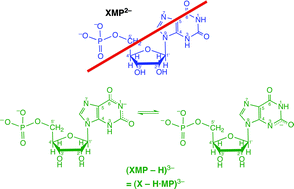 Graphical abstract: Xanthosine 5′-monophosphate (XMP). Acid–base and metal ion-binding properties of a chameleon-like nucleotide