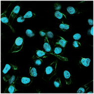 Graphical abstract: Targeting and detecting cancer cells using spontaneously formed multifunctional dendrimer-stabilized gold nanoparticles