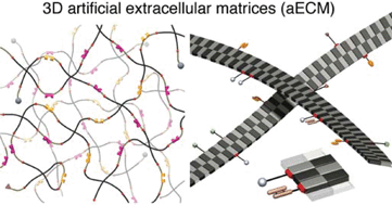 Graphical abstract: Integration column: Artificial ECM: expanding the cell biology toolbox in 3D