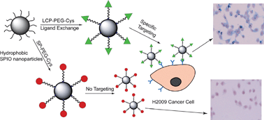 Graphical abstract: A novel strategy for surface modification of superparamagnetic iron oxide nanoparticles for lung cancer imaging