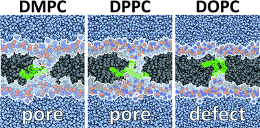 Graphical abstract: Thermodynamics of flip-flop and desorption for a systematic series of phosphatidylcholine lipids