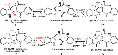 Graphical abstract: Stereospecific synthesis of aszonalenins by using two recombinant prenyltransferases