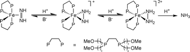 Graphical abstract: Intermediates in the reduction of N2 to NH3: synthesis of iron η2 hydrazido(1−) and diazene complexes