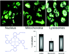 Graphical abstract: Pd-catalyzed Heck reaction for the synthesis of isomeric metallo tetravinylsulfo phthalocyanines and their photosensitizing properties