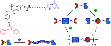 Graphical abstract: Advanced supramolecular initiator for nitroxide-mediated polymerizations containing both metal-ion coordination and hydrogen-bonding sites