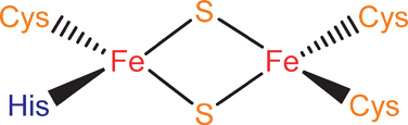 Graphical abstract: Iron–sulfur cluster biosynthesis: role of a semi-conserved histidine