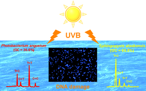 Graphical abstract: Remarkable resistance to UVB of the marine bacterium Photobacterium angustum explained by an unexpected role of photolyase