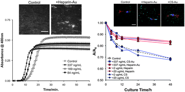 Graphical abstract: Glycosaminoglycan-functionalized gold nanorods: interactions with cardiac cells and type I collagen