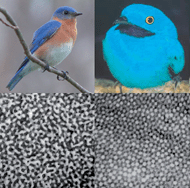 Graphical abstract: Self-assembly of amorphous biophotonic nanostructures by phase separation